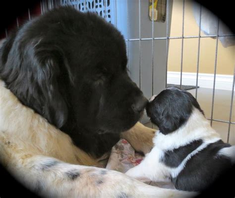 See more of latvian newfoundland and landseer club on facebook. 1000+ images about Gentle Giants, Newfies, Leonbergers ...