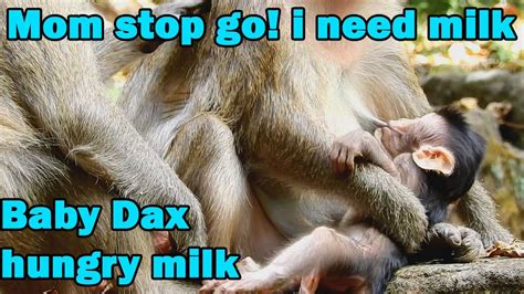Baby Monkey Dax Hungry Milk Mom Stop Go I Need Milk Milk And Wants
