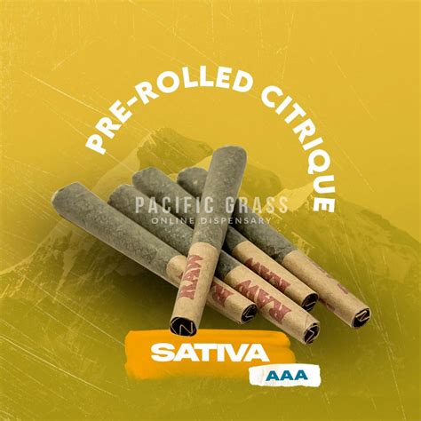 Buy Pre Rolled Citrique Online In Canada Pacific Grass