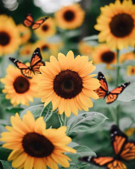 Sunflowers And Butterflies Wallpapers On Wallpaperdog
