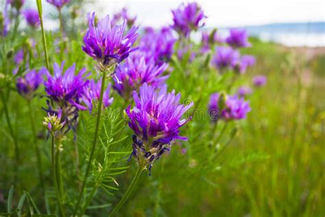 Purple Wild Flower On Spring Field Stock Photo Image Of Pink Macro