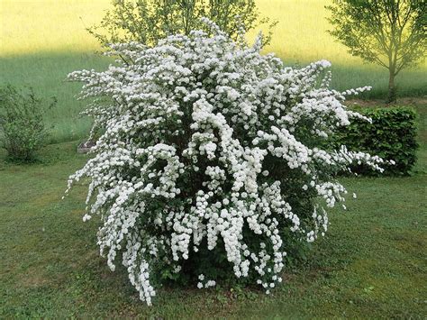 11 Deer Resistant Plants Shrubs And Trees Perfect For Bozeman And Big