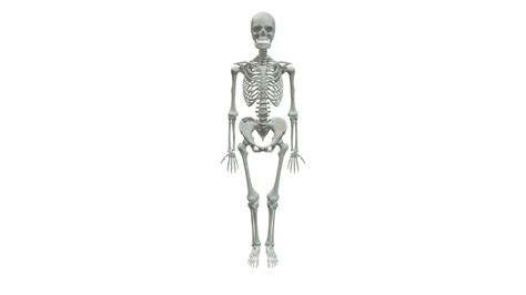 Human Female Skeleton Download Free 3d Model By Gw Anthropology