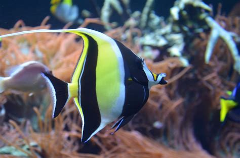 Popular Tropical Fish And How To Care For Them Fish By Design