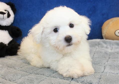 Bichon Frise Puppies For Sale - Long Island Puppies