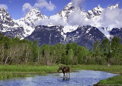 Moose Wyoming Elk Mountains River Wallpapers Usa