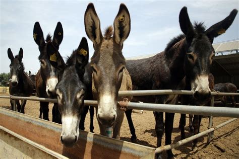 Donkeys Stolen Skinned In Africa To Feed Chinese Demand Donkey