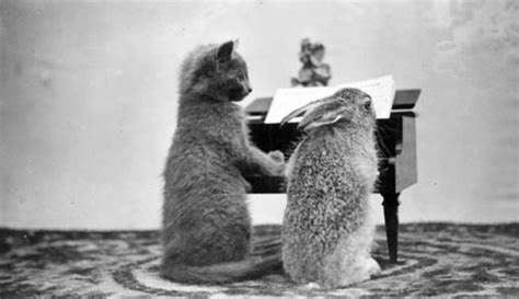 20 Funny Vintage Photos Show Animals Playing Musical