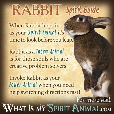 Rabbit Symbolism And Meaning Spirit Totem And Power Animal