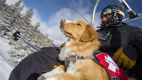 Cute And Courageous Ski Rescue Dogs Cnn