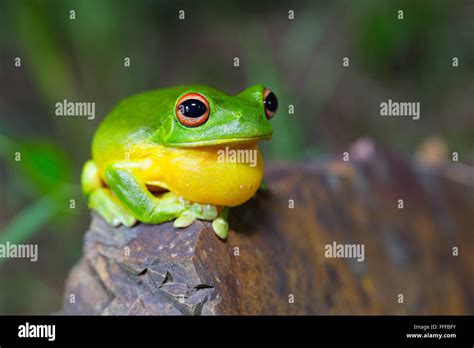 Red Eyed Tree Frog Litoria Chloris Hi Res Stock Photography And Images