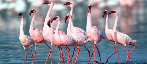 Top 10 Bird Sanctuaries In India For Bird Lovers Top 10 Famous Bird