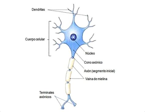 Morfología De Una Neurona Típica Donde Se Aprecian Sus Componentes