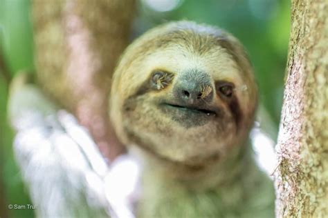 Swimming Squeaking And More 5 Sloth Facts Explained