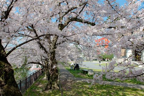 Jeffrey Friedls Blog A Pleasant Cherry Blossom Morning In Kyoto