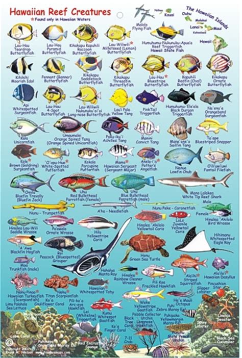 Hawaii Reef Creatures Guide Fish Card