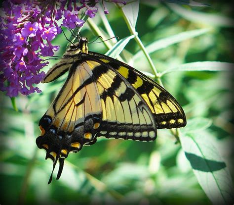 Eastern Tiger Swallowtail Black And Yellow In Its Own Habitat A