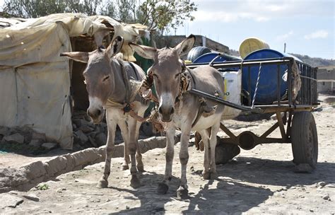 Donkeys Are Key To Protecting Against Global Warming Equine Charity