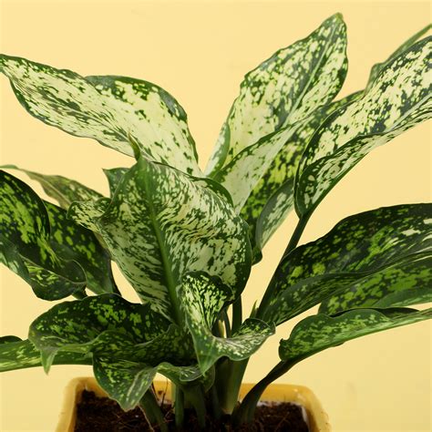 Buysend Aglaonema Plant In Yellow Ceramic Pot Online Ferns N Petals