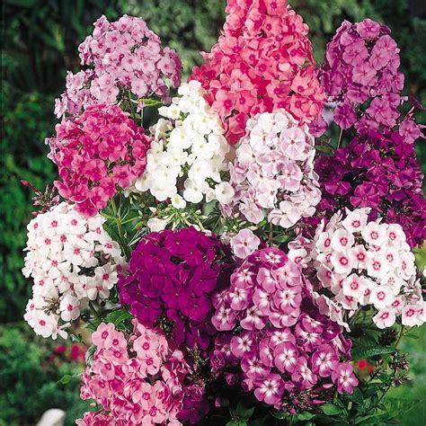 Perennial flowers that bloom in july and august. Phlox - Fragrant Collection Flowering Period: July, August ...