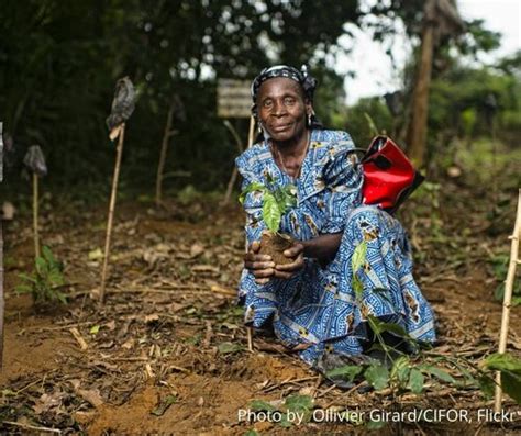 Forest Restoration Why Offsetting Could Derail The Path To Recovery