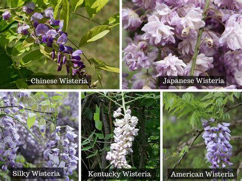 How To Plant Prune And Care For Wisterias Dengarden