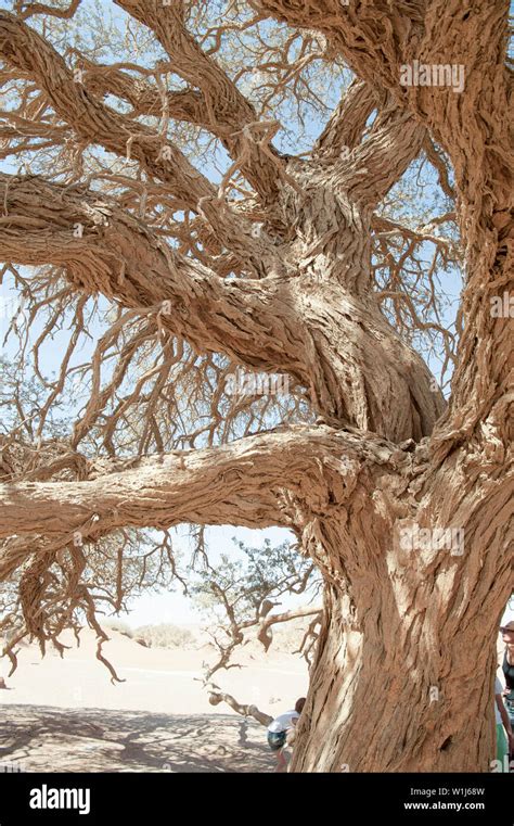 Namibia Camel Thorn Trees Acacia Erioloba Hi Res Stock Photography And
