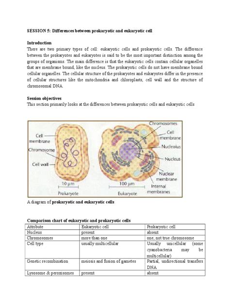 What are eukaryotic and prokaryotic cell? Differences between Prokaryotic and Eukaryotic cell