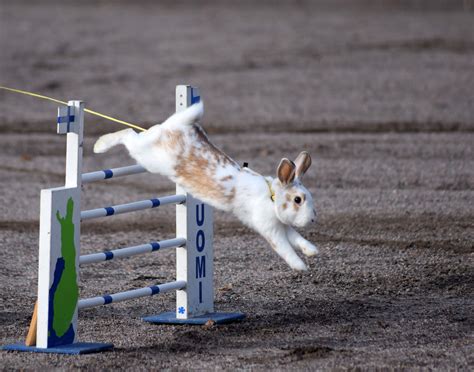 Rabbit Jumped Over The Obstacle Image Free Stock Photo Public