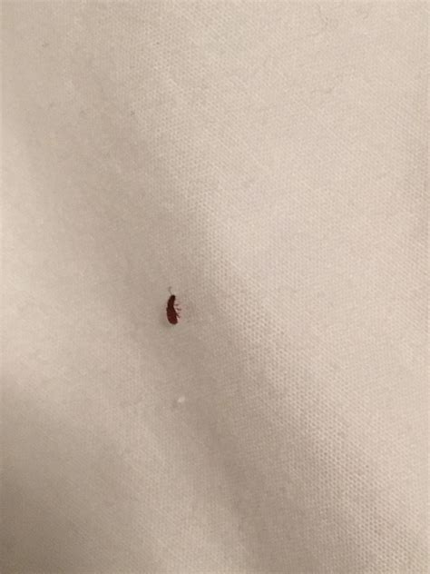 Small Reddish Brown Bug Keeps Appearing On My Bed I Dont Think Its A