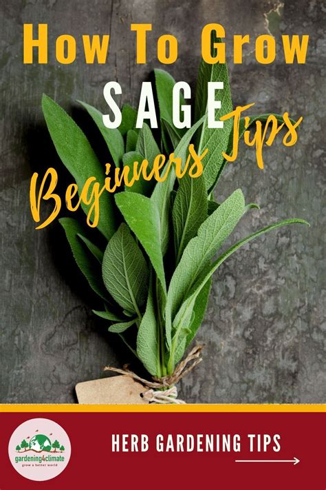 The Sage Plant How To Grow Sage In Your Culinary Herb Garden