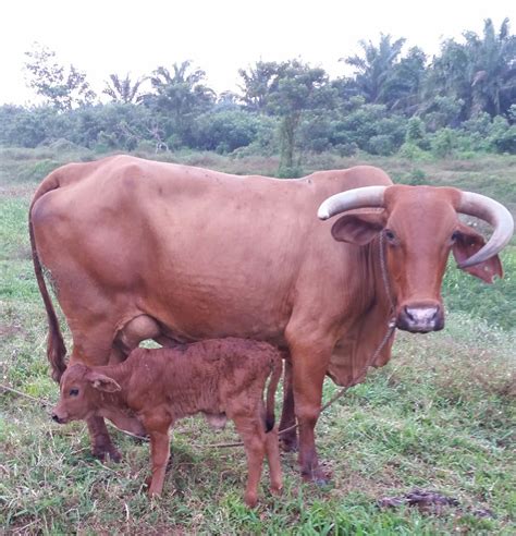 Biar lembu yang jadi lembu. Warisan Petani: Biar Lembu Yang Jadi Lembu 1