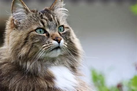 Cele Mai Populare Rase De Pisici Cu Păr Lung Expert Animal