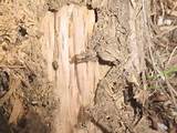 Termite Tree Damage Pictures