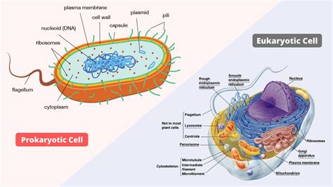 Eukaryotic And Prokaryotic Cells Diagram