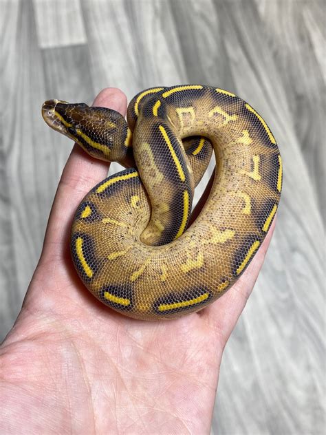 Highway Ball Python By Southern Roots Pythons Morphmarket