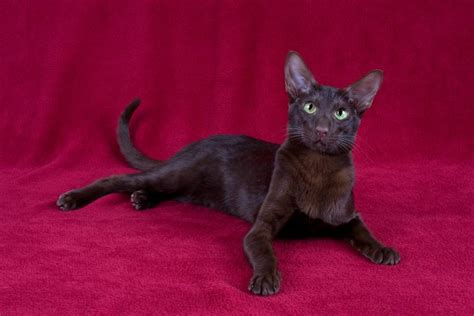 Havana Brown Cat Breed Info Pictures Temperament And Traits Hepper