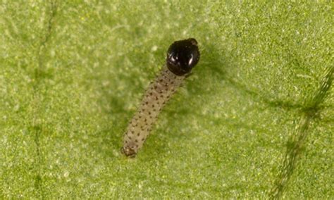 Fall Armyworm Spodoptera Frugiperda Je Smith