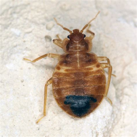 Bed Bug Identification Habits And Behavior Florida Pest Control