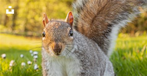 Brown And White Squirrel On Green Grass During Daytime Photo Free