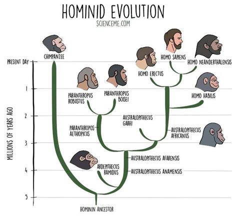 Origin Of Clothing Of Early Hominids Who Invented And Why Wear Human Evolution Evolution