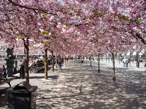 Japanese Flowering Cherries Prunus Species The Garden