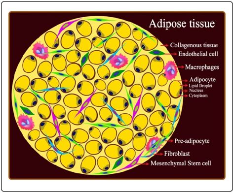 Structure Of Adipose Tissue At Is Composed Of A Collagenous Background