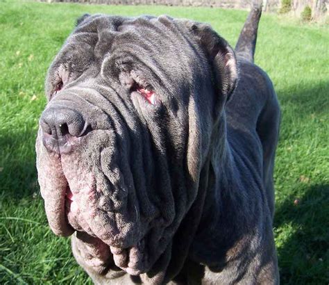 Top 10 Largest Dog Breeds Pethelpful Vlrengbr