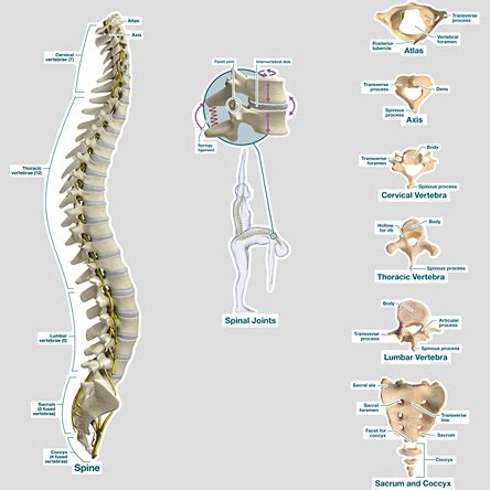 , n) together with the let qg denote the set of shapes over two backbones of genus g and s2g denote the set of pairs of. Spine Chart Labeled (27x40)
