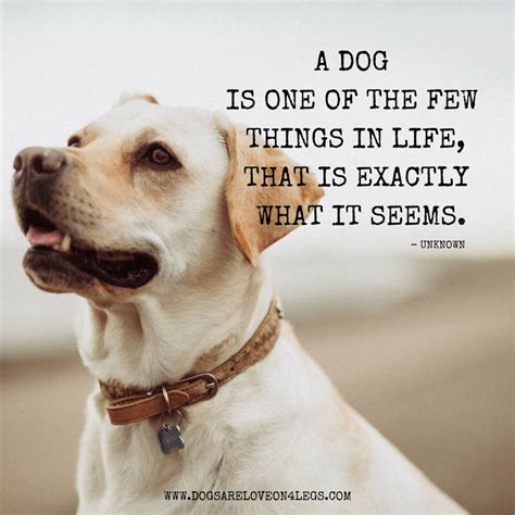 10 Greatest Dog Quotes That Prove A Dog Is The Best T Dogs Are