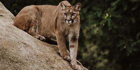 Cougars In Canada Live In Unbelievably Large Numbers On Vancouver