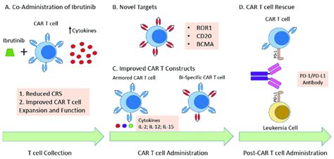 Strategies To Improve Car T Cell Therapy For Patients With Cll A