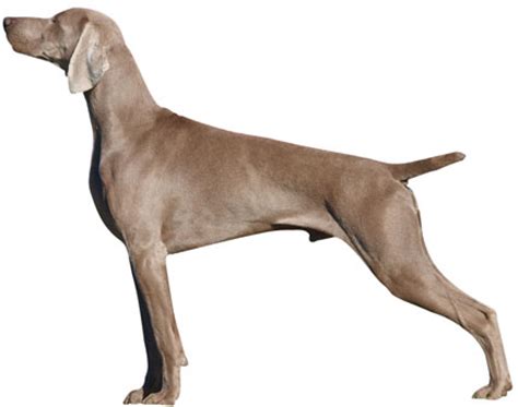 weimaraner information facts pictures training  grooming