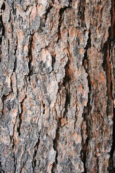 Texture Pine Tree Bark Stock Image Image Of Tree Brown 1981565